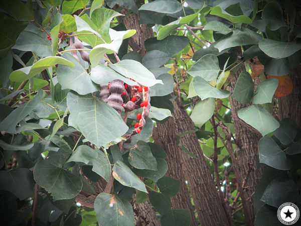 メキシコのタマリンドの木になった実を映した写真